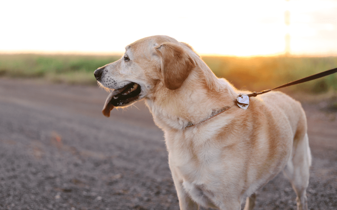 The Importance of Having a Pet First Aid Kit