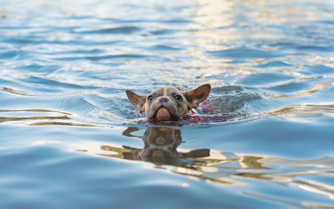 Five Essential Tips for Ensuring Your Pet’s Safety While Swimming