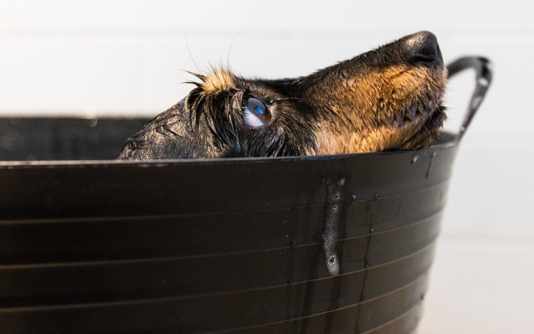 Finding the Right Shampoo for Your Dog’s Bath