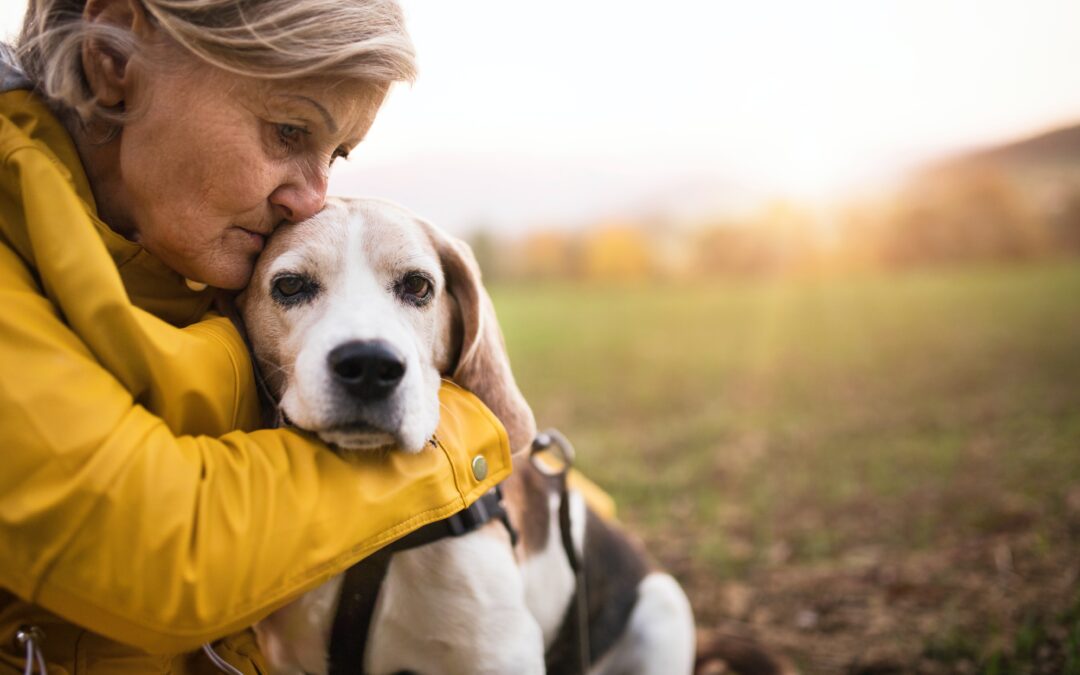 Old beagle being embraced by their owner in a yellow coat at sunset